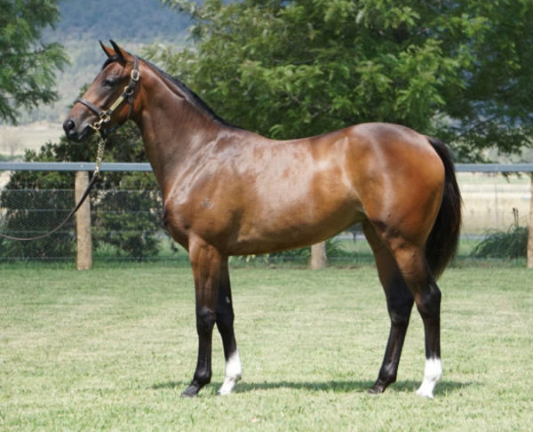 Placid Pearl was a $100,000 Inglis Classic purchase.