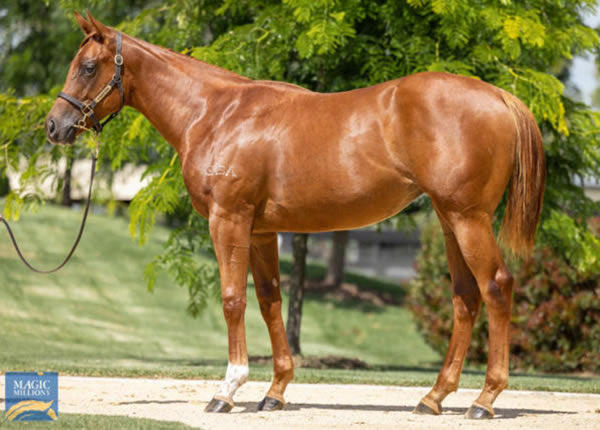 Platinum Jubilee a $600,000 Magic Millions yearling
