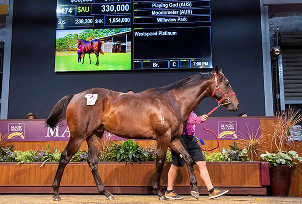 $330,000 Playing God colt from Moodometer.