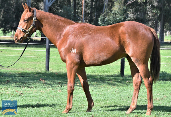 Lot 65, the half-brother by Pride of Dubai to King Colorado, click to see his page.