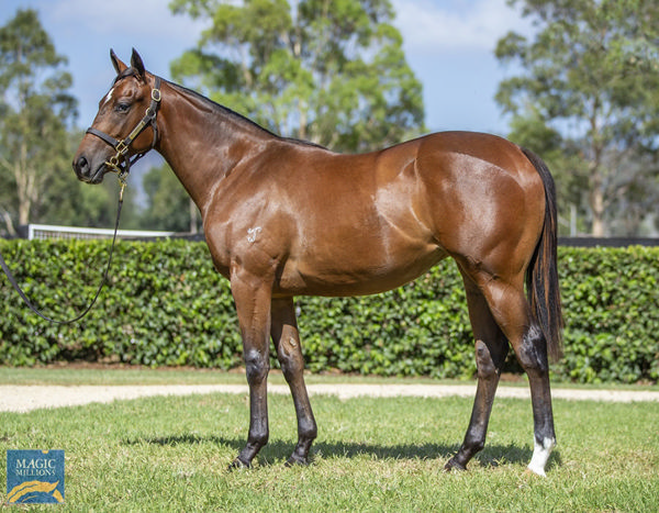 Point Barrow Was The Most Expensive Filly By Her Sire Sold At The Magic Millions Yearling Sale