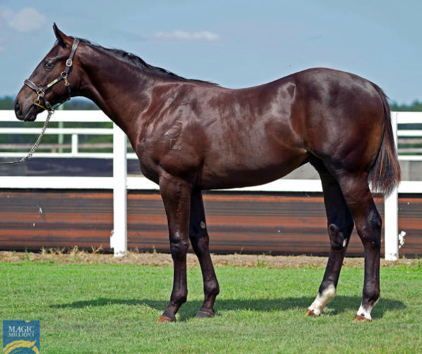 Point Score was a $150,000 Magic Millions purchase.