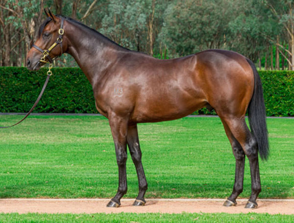 Political Debate was a $900,000 Inglis Easter purchase from Kia Ora Stud.