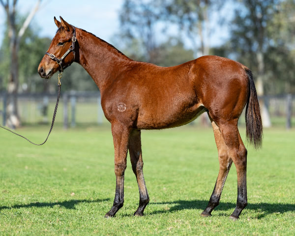 Lot 18 - Portland Sky colt from Jawhara.