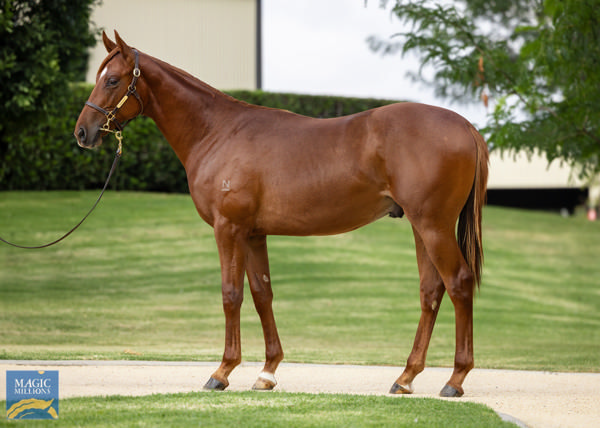 Powerhouse was a $200,000 Magic Millions purchase.