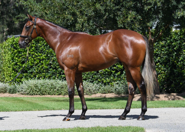 Pray for Mir was a $950,000 Inglis Easter purchase.