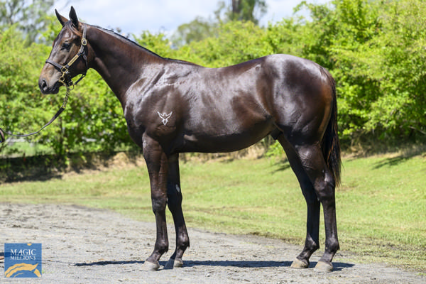 Prestar was a $150,000 Magic Millions purchase.