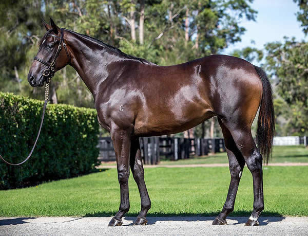 Pretty Brazen looking every bit of a $700,000 yearling
