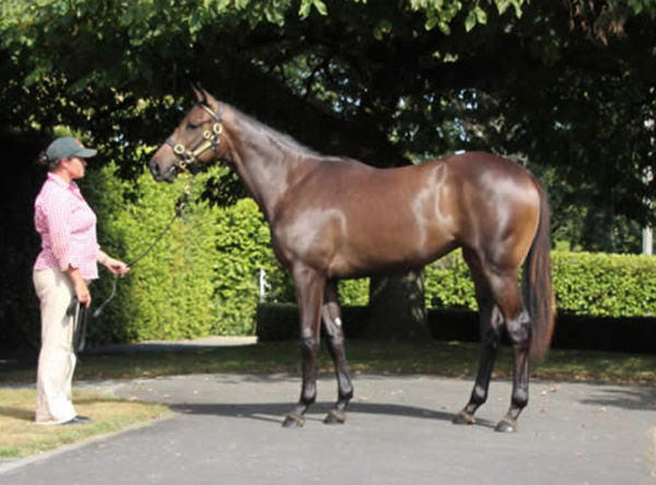 Pride of Jenni was sold at Inglis Classic as a yearling.