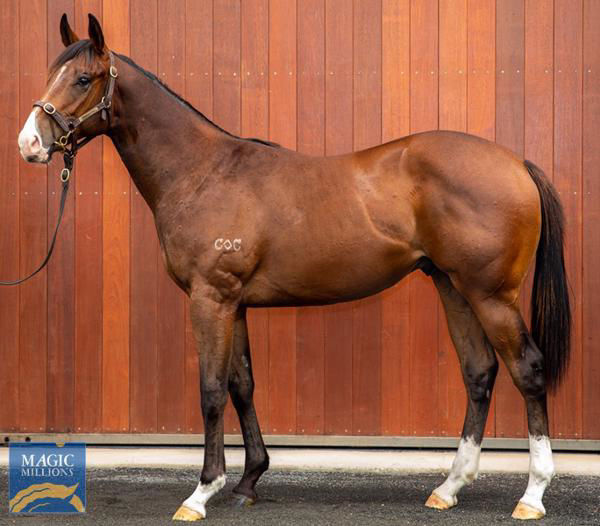 Prince Of Boom an inspired $20,000 Magic Millions March Yearling Sale purchase