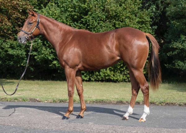 PRincess Petrol was a 280,000 guinea purchase from Tattersalls October Book 1 Yearling Sale.