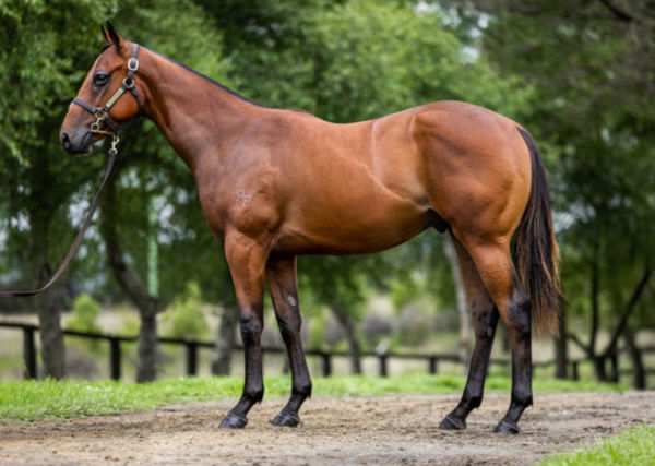 Private Harry was a $115,000 Inglis Classic purchase.