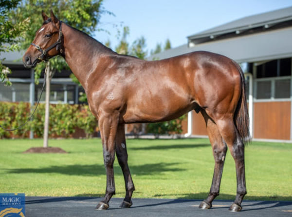 Private Life was a $650,000 MM purchase from Arrowfield.