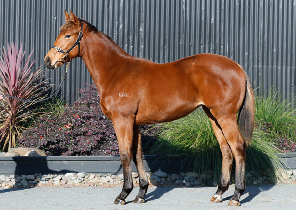 $140,000 Proisir filly from Jazamour as a weanling.