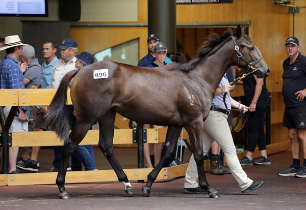 Lot 896, the Proisir filly purchased for $170,000. Photo: Trish Dunell