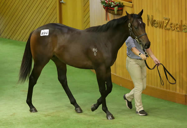 Lot 894, the Proisir colt, was purchased out of Rich Hill Stud’s draft by Tartan Meadow Bloodstock for $150,000. Photo: Trish Dunell