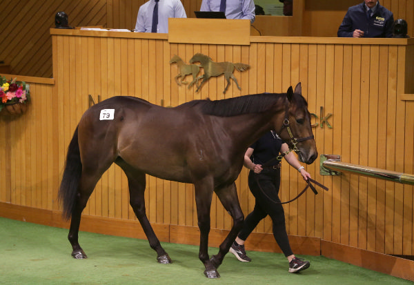 $650,000 Proisir gelding from Miss Vegas - image Trish Dunell