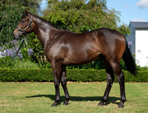 Proisir gelding from Miss Vegas as a yearling.