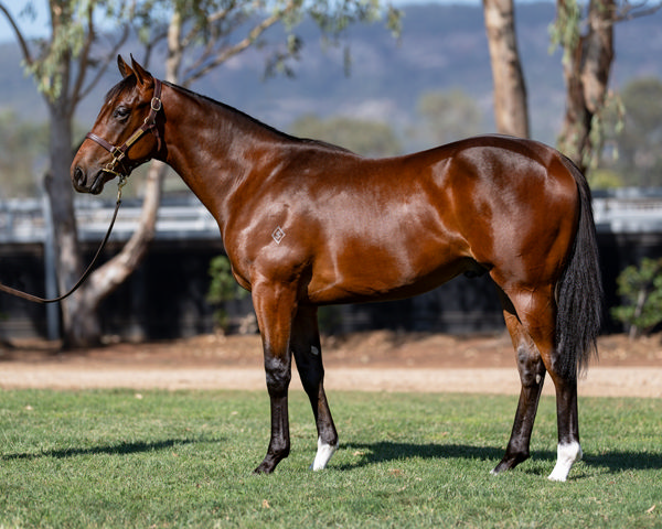 $360,000 Proisir colt from Mystique Falcon sold at Magic Millions last week.