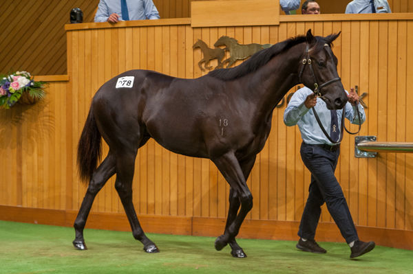 $160,000 Proisir colt from Savvy Walk was a star on Friday.
