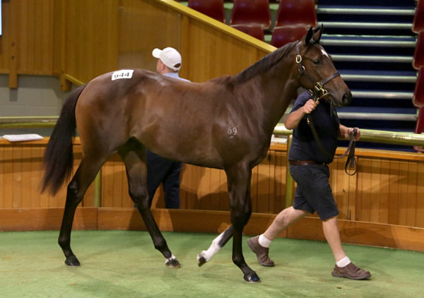 Lot 944, a Proisir filly out of the three-time winning mare Sentito Photo: Trish Dunell 