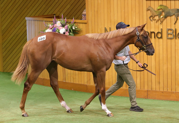 The Proisir x The Fairy’s Kiss filly consigned by Kilgravin Lodge who sold for $600,000. Photo: Trish Dunell