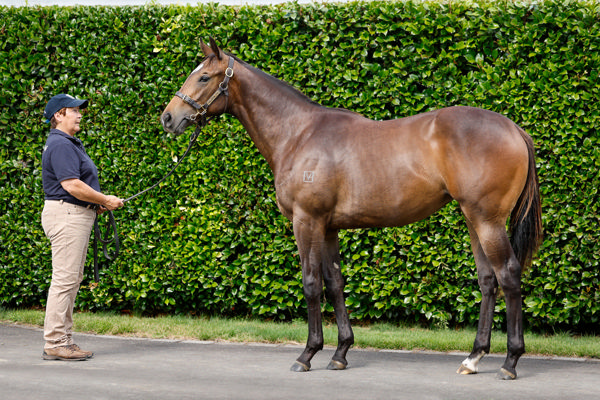 Lot 365 is a Proisir filly from Cote D'Or.