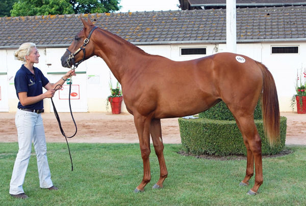 Propel was a showstopper at the  2013 Arqana Yearling Sale when she sold for 1.5million euros to James Harron Bloodstock.
