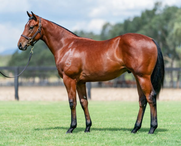 Prorata was a $200,000 Inglis Classic purchase for his trainer.