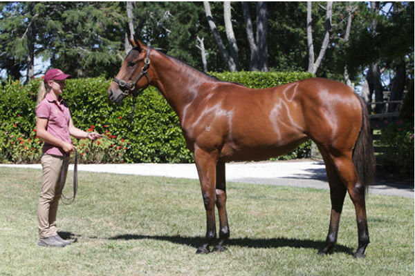 Prowess was a stunning yearling.