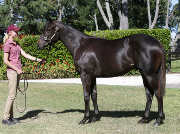 Pungo looks a good mix of his sire So You Think and dam sire Lonhro.