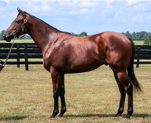 $550,000 Quality Road colt from Lady Aurelia.