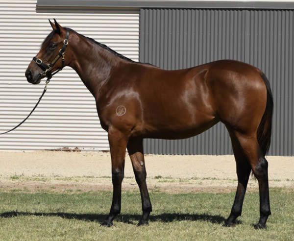 Quang Tri as a yearling.