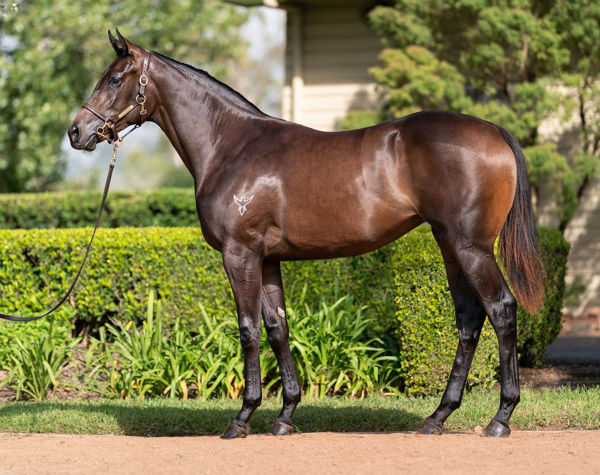 Queen Zou was a $650,000 Inglis Easter purchase from Vinery Stud.