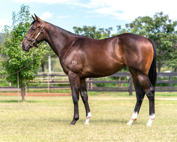 Queen Of Nations a $220,000 Inglis Classic yearling