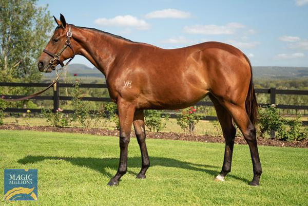 Queen Of Wizardry was a $400,000 Gold Coast Yearling