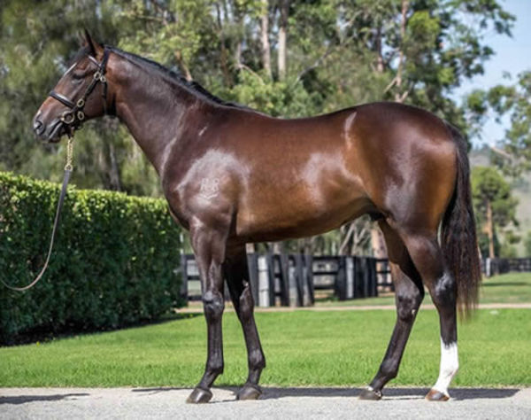 Quick Thinker was a $100,000 Inglis Easter yearling