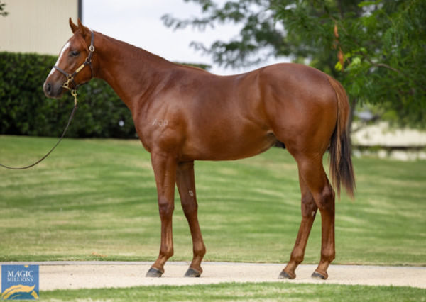 Quietly Arrogant was a $400,000 Magic Millions purchase from Newgate.