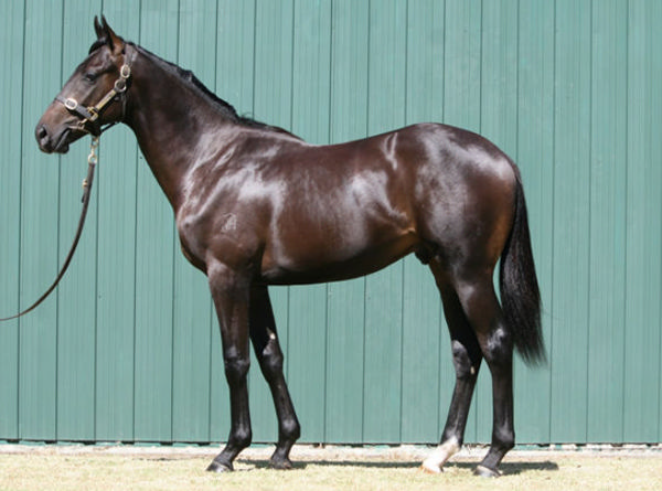 Raf Attack was a $150,000 Karaka Book 1 purchase.