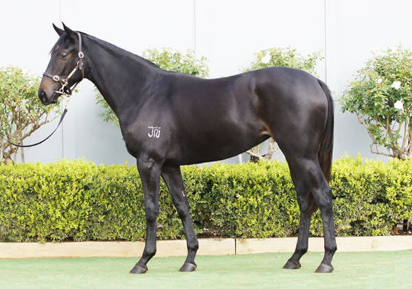 Rag Queen was a $15,000 Inglis Gold purchase from Bowness Stud.