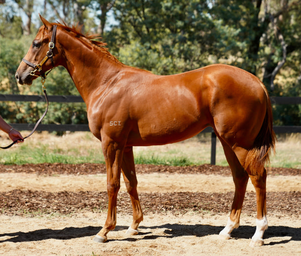 Ragga Ragga was a $145,000 Inglis Premier purchase.