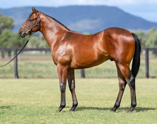 Raging Force was a $150,000 Inglis Classic purchase. 