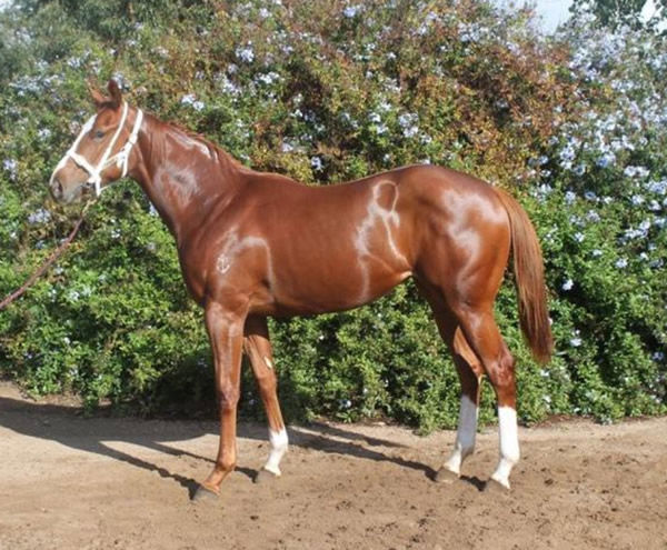 Rainbiel was a bargain $10,000 yearling purchase from Inglis Melbourne Gold. 