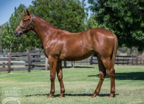 Rainbow Man was bred and sold by Arrowfield Stud fetching $80,000 at MM Book 2 in 2018.