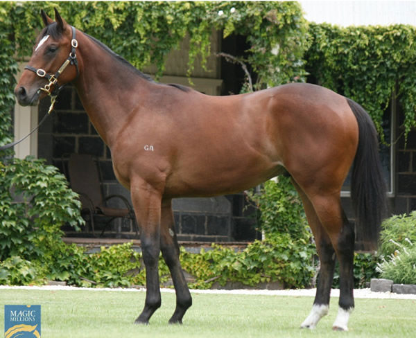 Rampant Lion as a yearling.