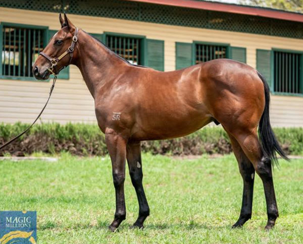 Ranch Hand as a yearling