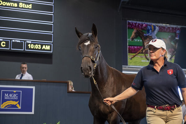 $500,000 Redoute's Choice filly from Condesaar sold by Rosemont Stud.