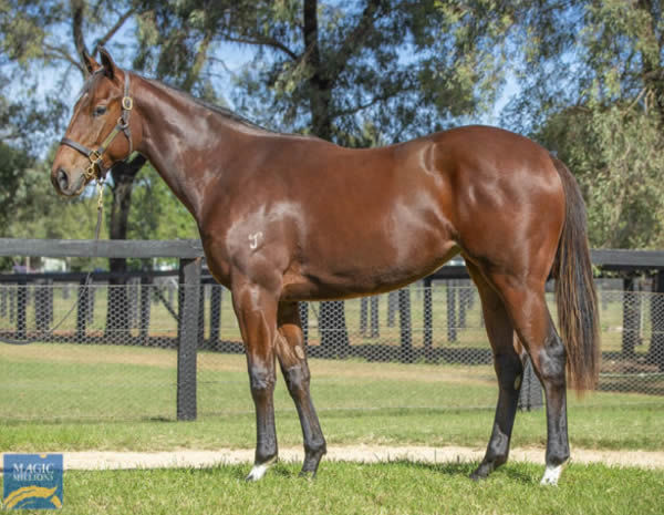 Red Hot Lizzie made $18,000 as a yearling at MM National and was then re-offered through Magic Millions Online.