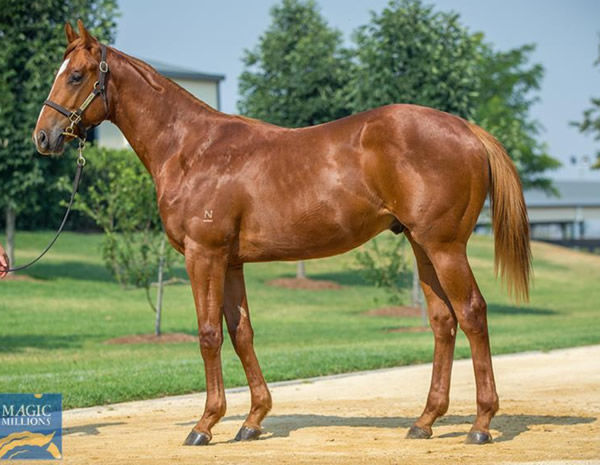 Red Rocketship as a yearling