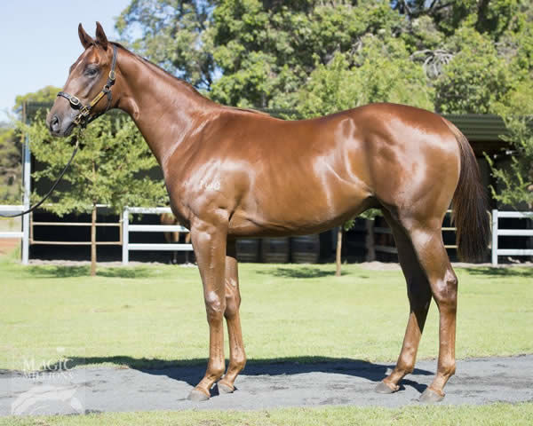 Red Can Man a $50,000 Perth Magic Millions yearling